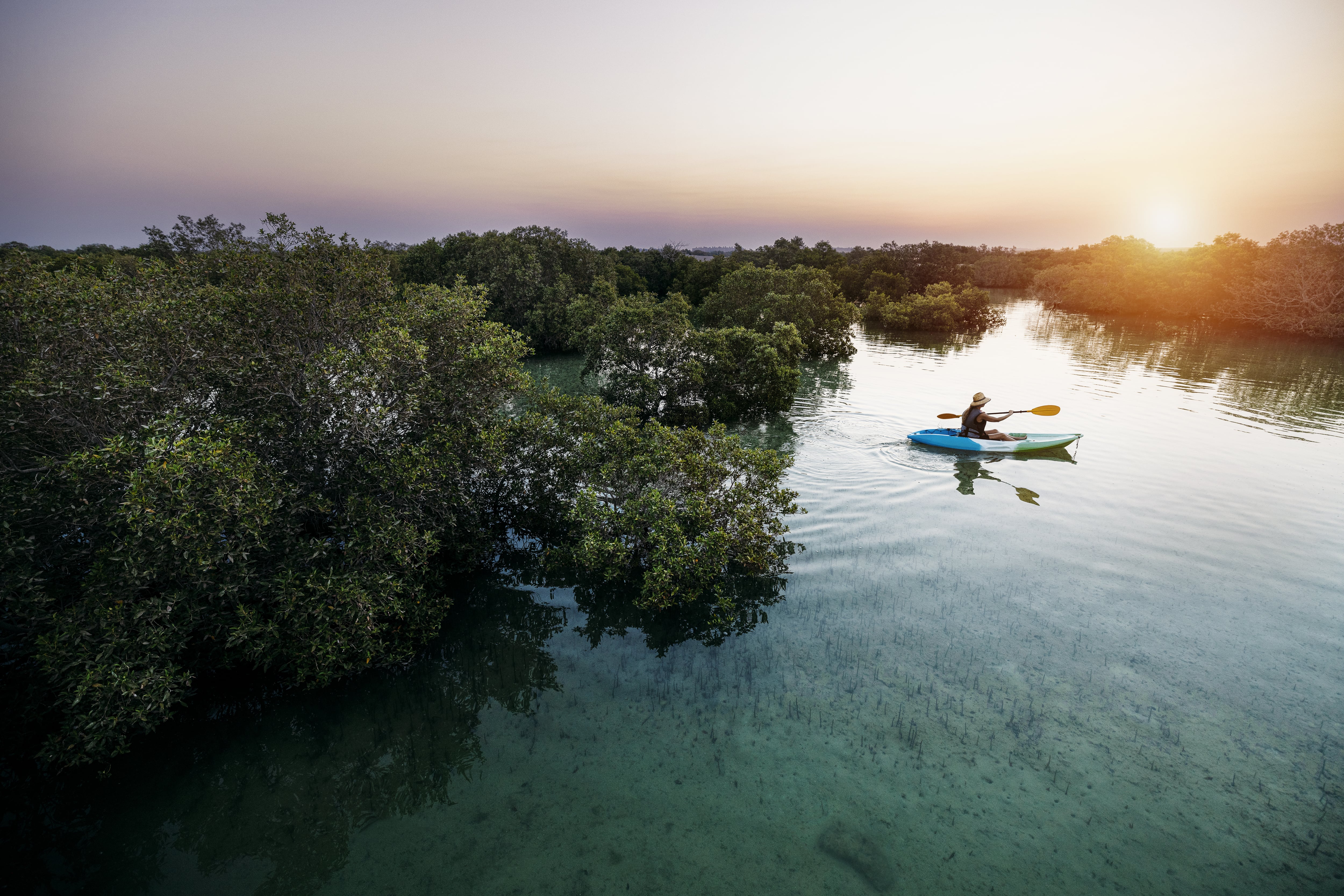 Kayaking in the Mangroves