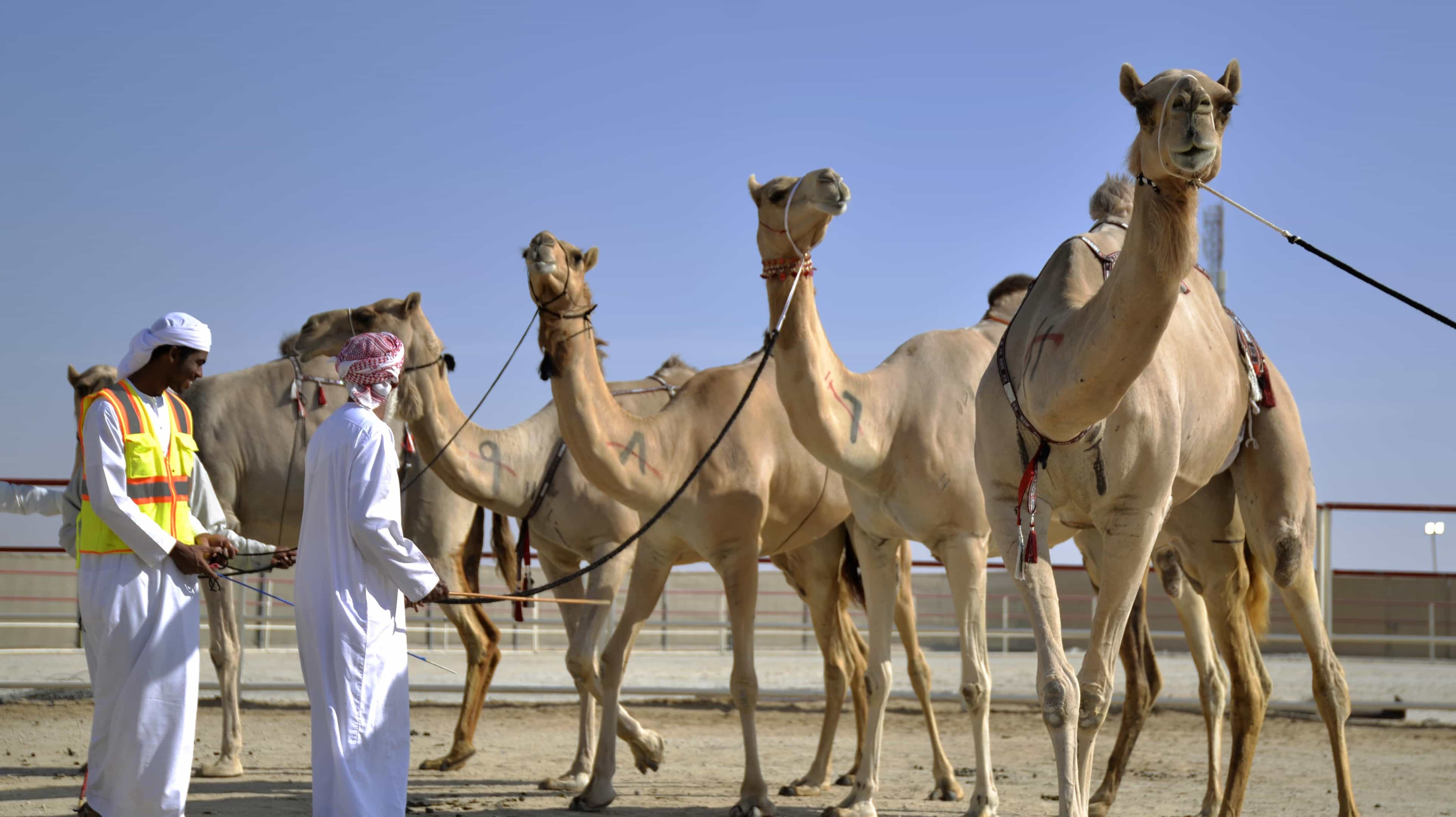 سباق الجمال