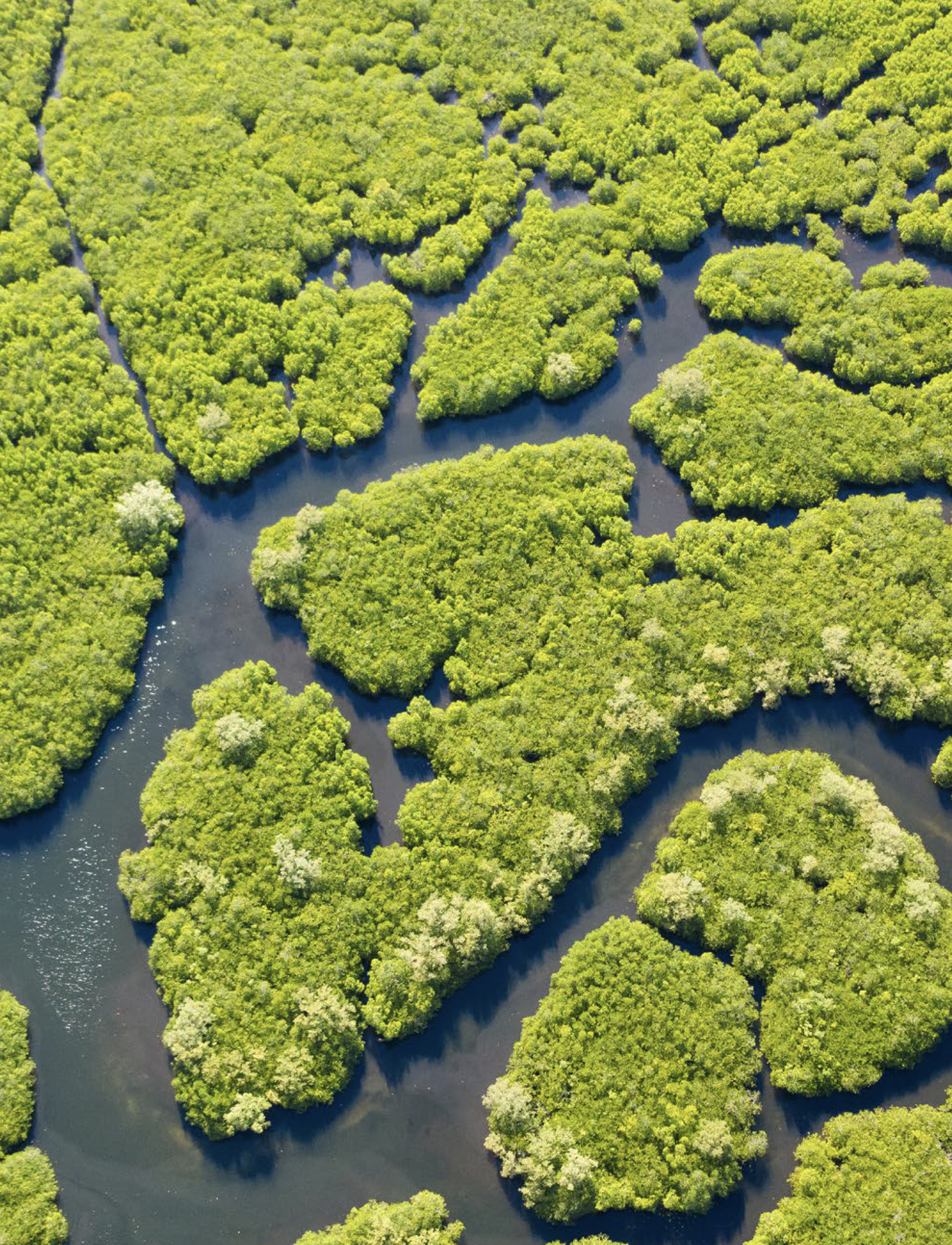 Bird's eye view of mangrove trees at Marawah Marine Biosphere Reserve