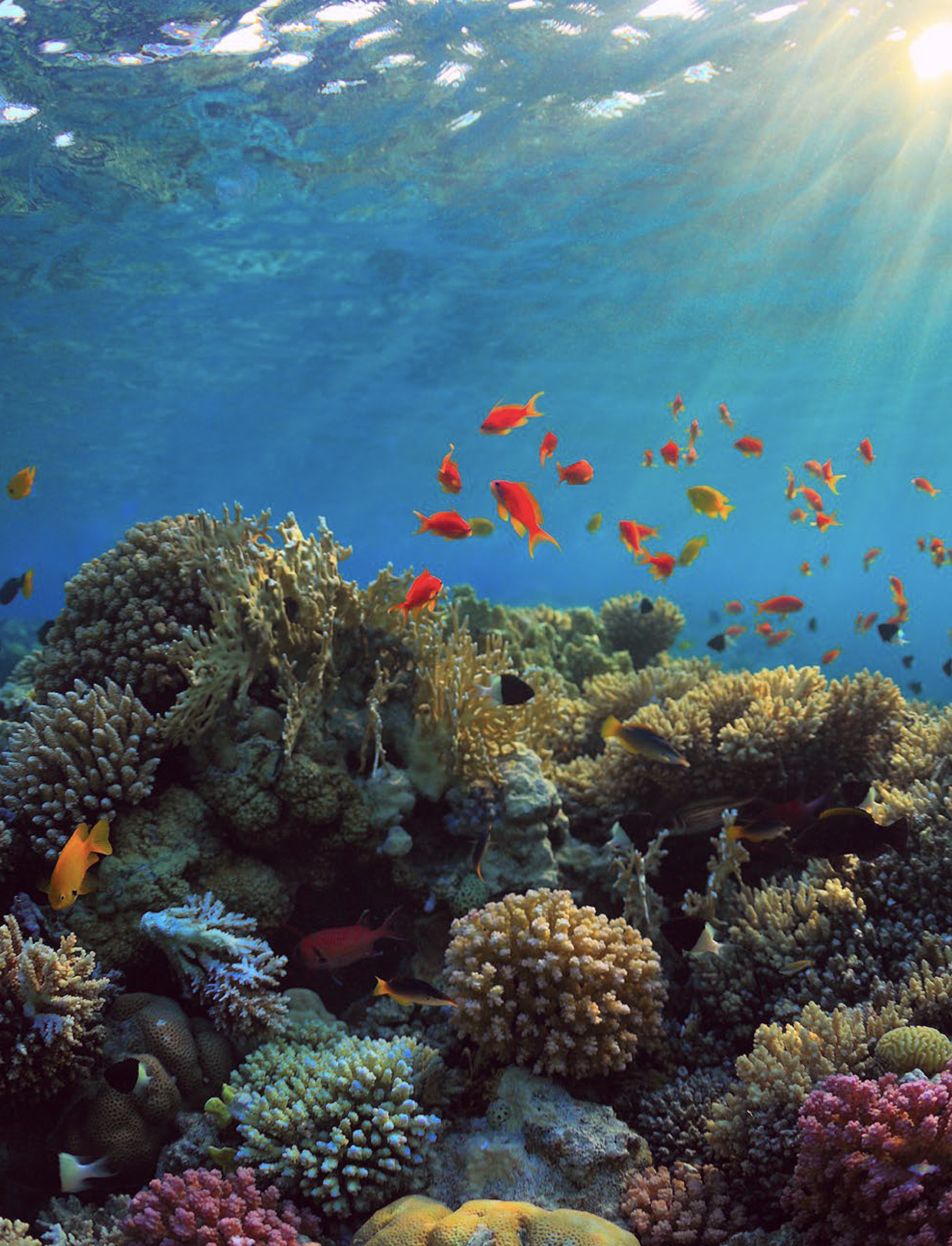 Little orange fish swimming in front of coral reefs at the Ras Ghanadah marine protected area