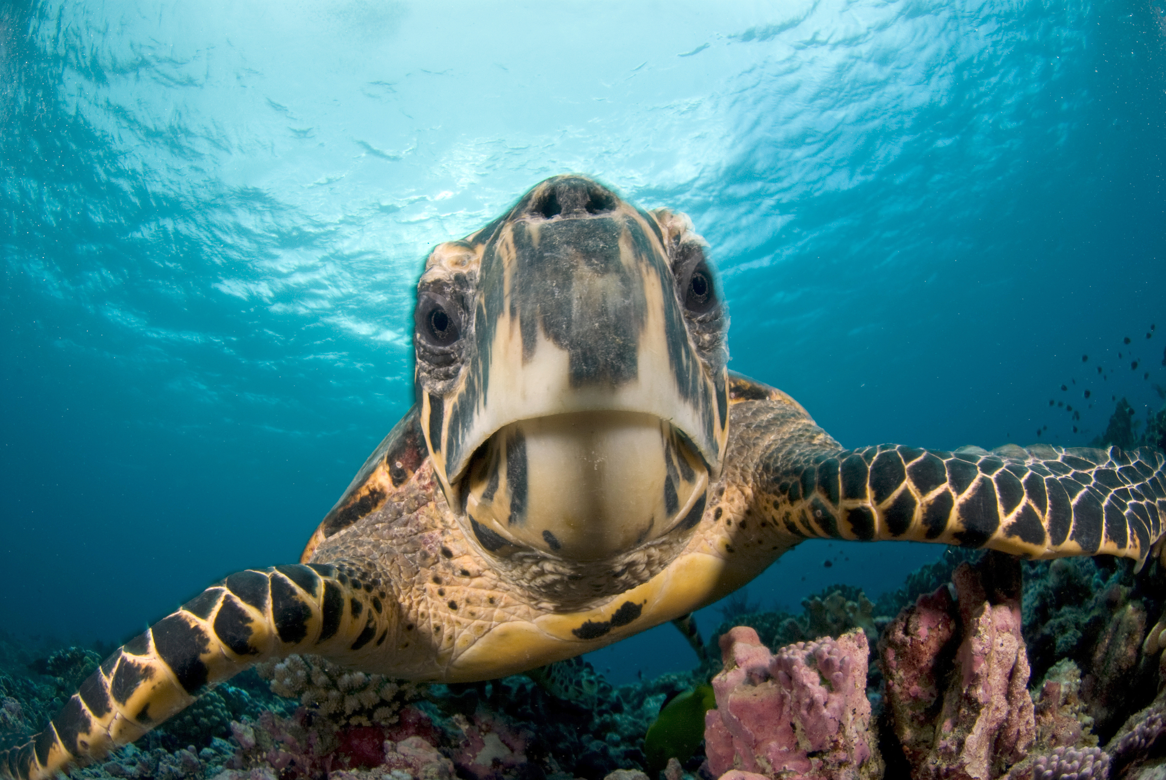 13.  Al Yasat Marine Protected Area