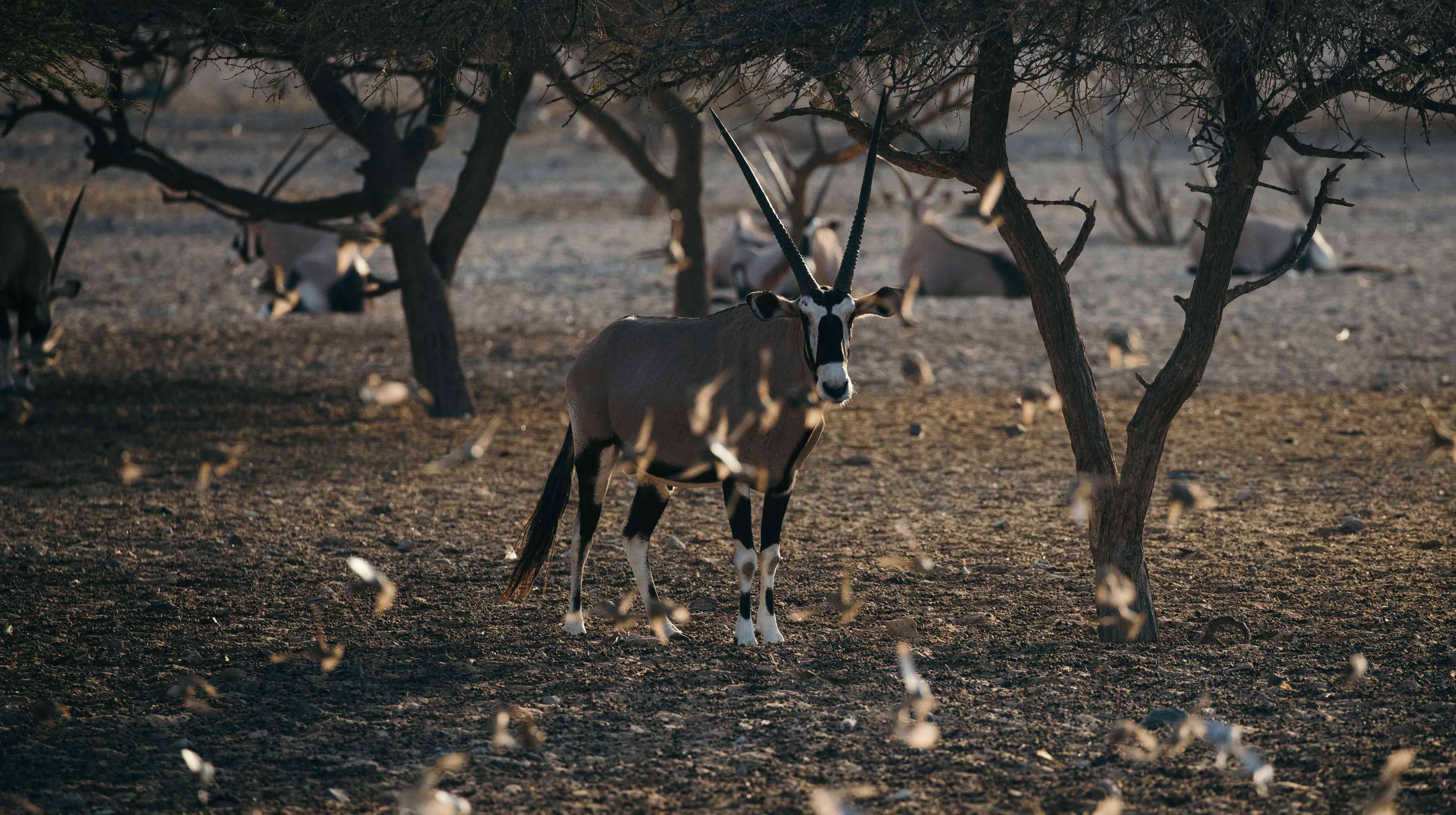 منتزه الحياة البرية العربية