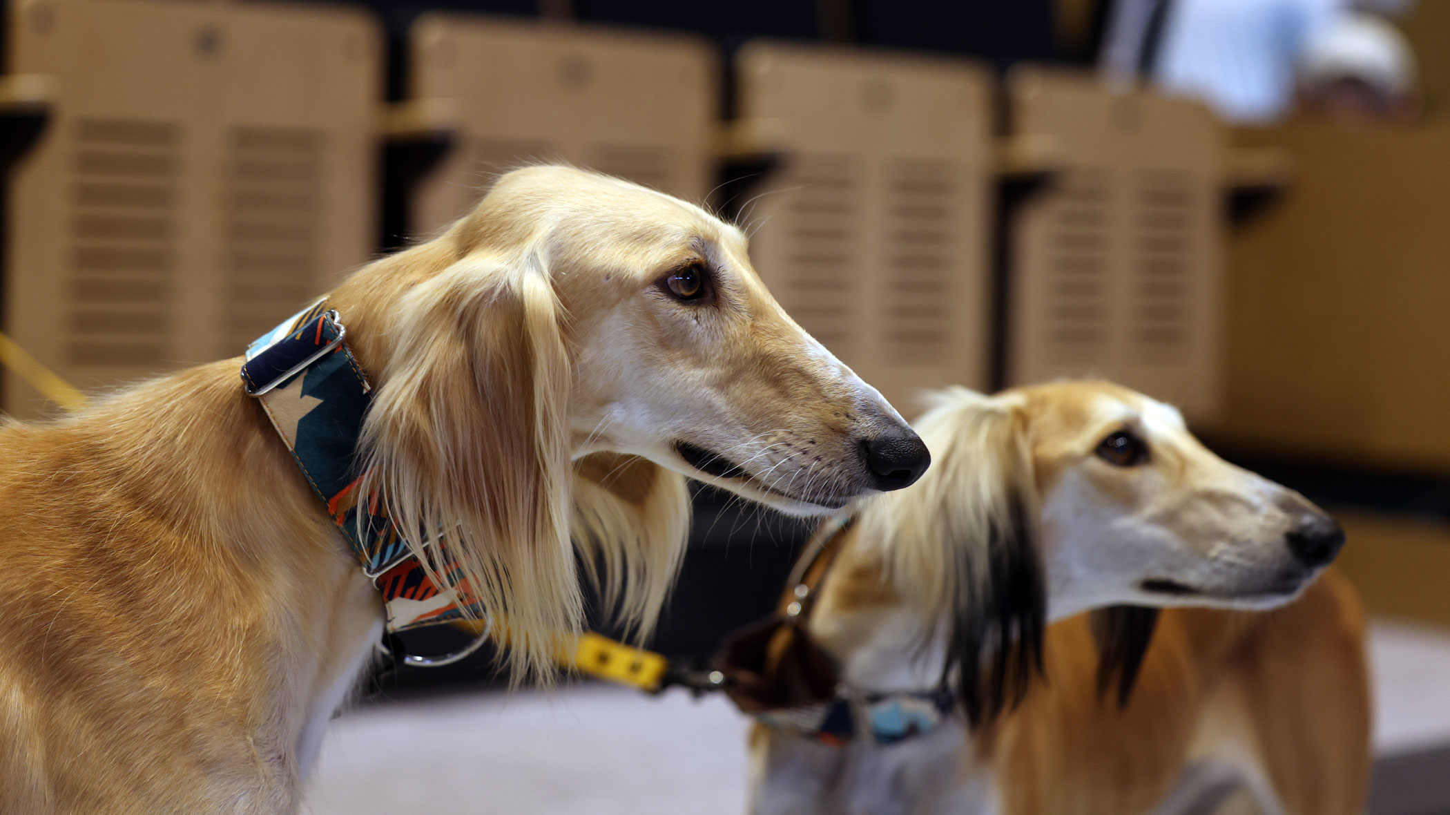 ¿Qué es el Saluki árabe?