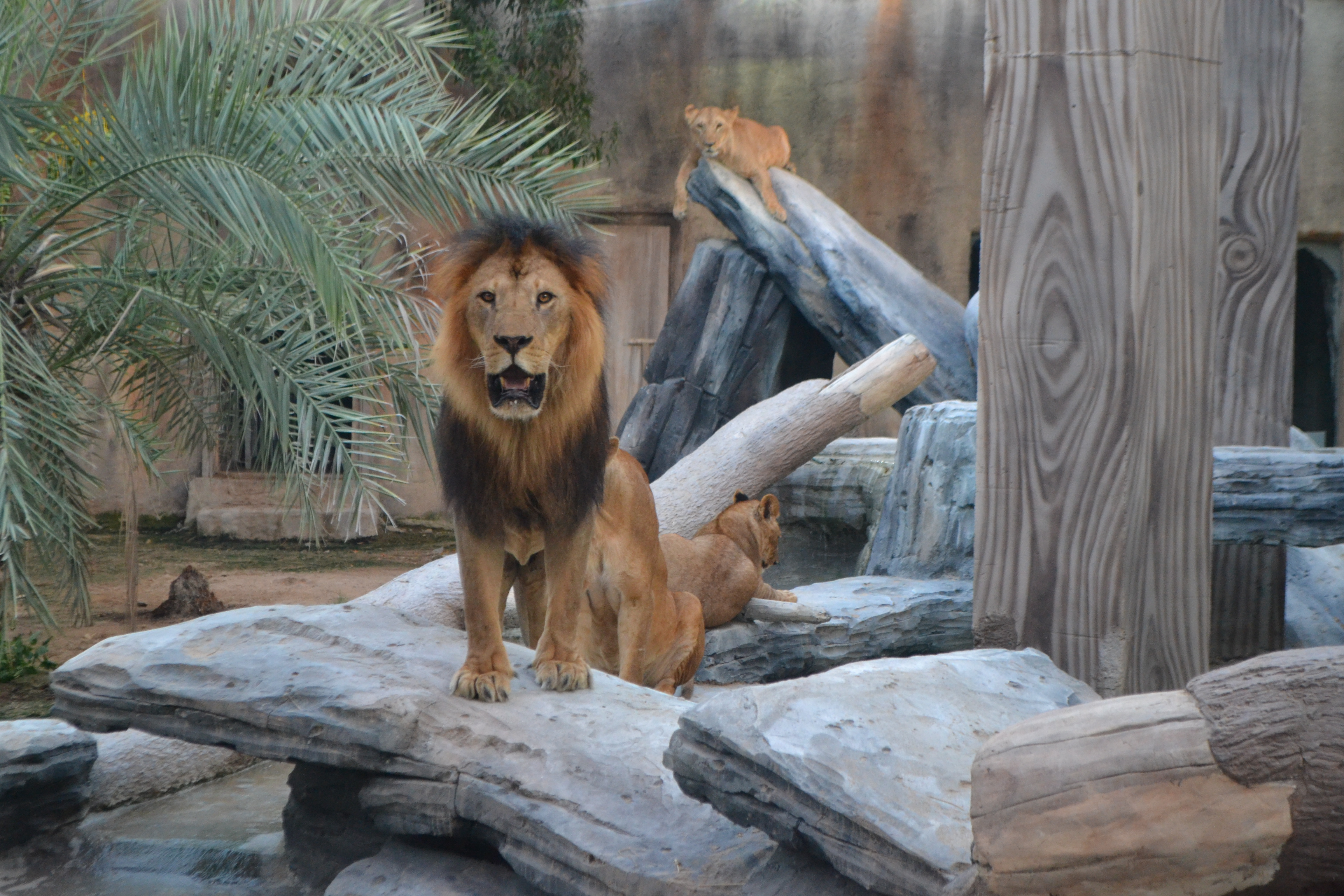 この動物園で見ることのできる動物とは？