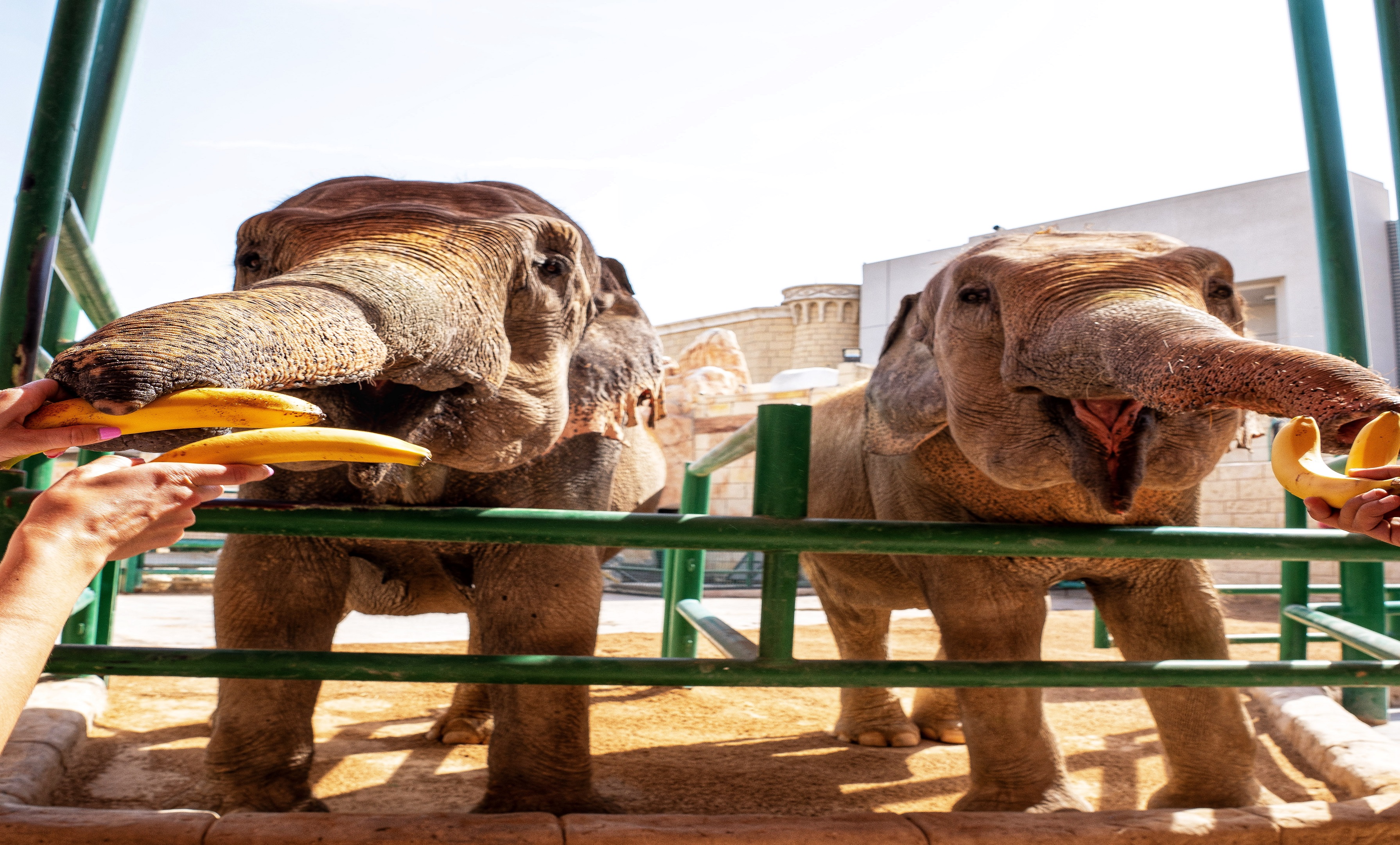 emirates park zoo